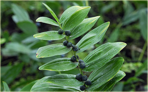 Kokoryczka wielokwiatowa biała Polygonatum multiflorum