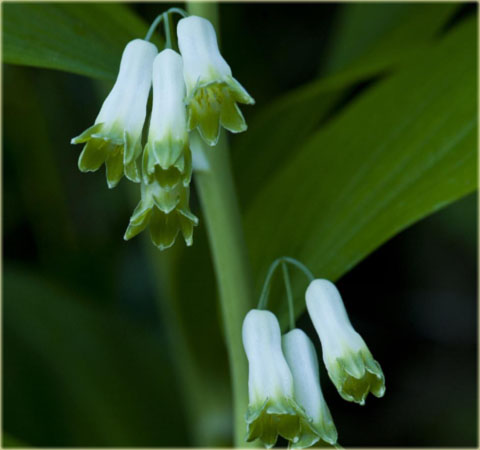 Kokoryczka wielokwiatowa biała Polygonatum multiflorum