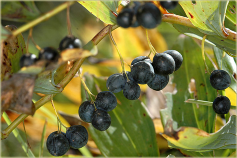 Kokoryczka wielokwiatowa biała Polygonatum multiflorum