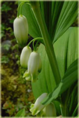 Kokoryczka wielokwiatowa biała Polygonatum multiflorum