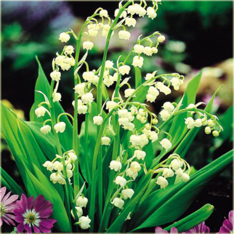 Konwalia majowa biała Convallaria majalis white