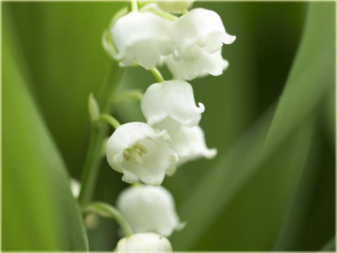 Konwalia majowa biała Convallaria majalis white