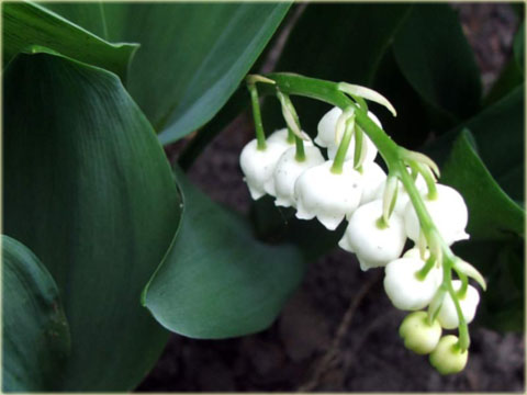 Konwalia majowa biała Convallaria majalis white