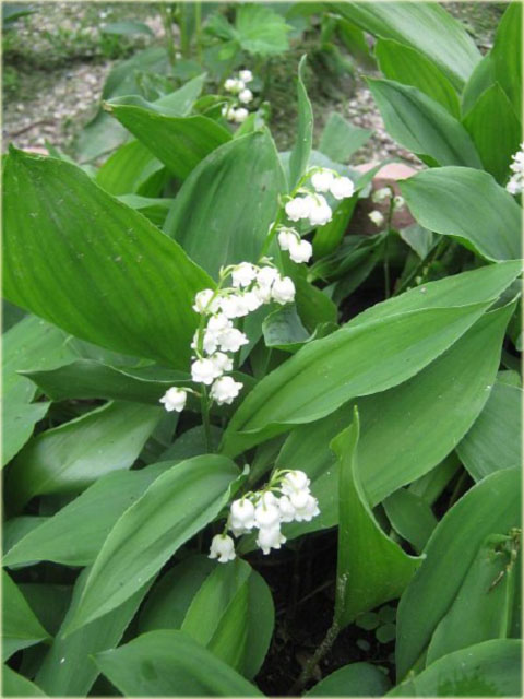 Konwalia majowa biała Convallaria majalis white