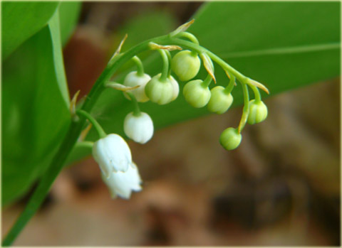 Konwalia majowa biała Convallaria majalis white
