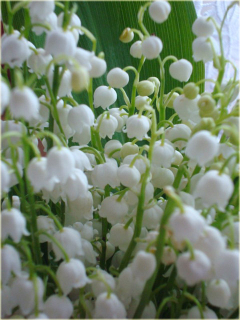 Konwalia majowa biała Convallaria majalis white