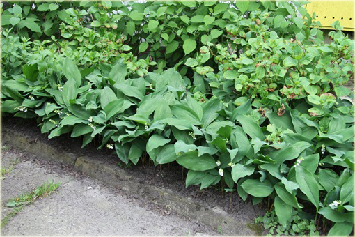 Konwalia majowa biała Convallaria majalis white