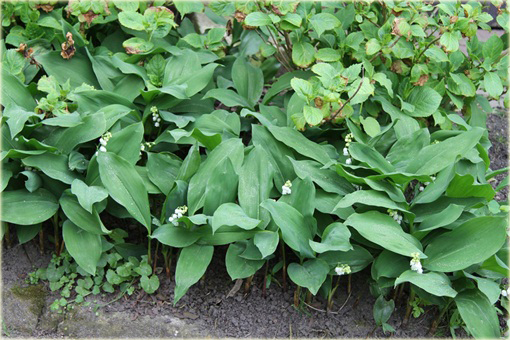 Konwalia majowa biała Convallaria majalis white