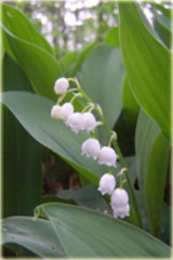 Konwalia majowa biała Convallaria majalis white