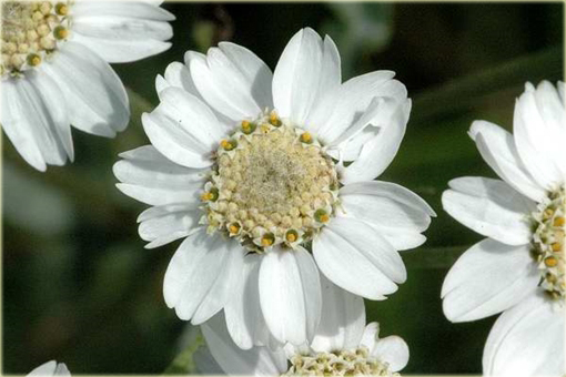 Krwawnik kichawiec Achillea ptarmica