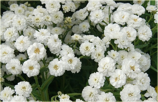 Krwawnik kichawiec Achillea ptarmica