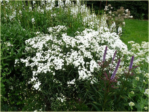 Krwawnik kichawiec Achillea ptarmica