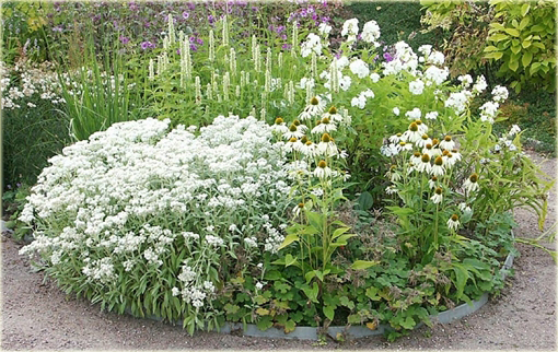 Krwawnik kichawiec Achillea ptarmica