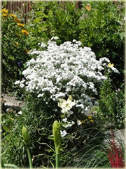 Krwawnik kichawiec Achillea ptarmica