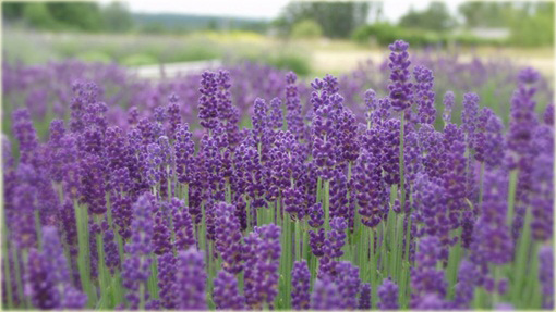 Lawenda wąskolistna Hidcote Compact Lavandula angustifolia