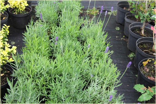 Lawenda wąskolistna Hidcote Compact Lavandula angustifolia