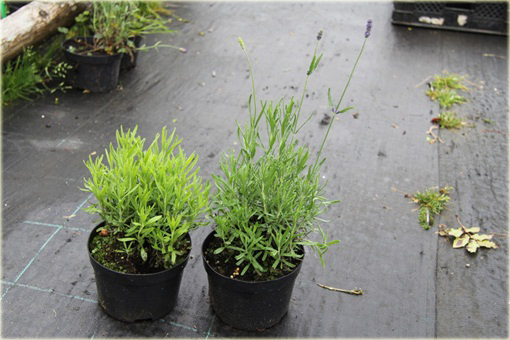 Lawenda wąskolistna Hidcote Compact Lavandula angustifolia