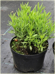 Lawenda Ellagance Goliath Lavandula angustifolia