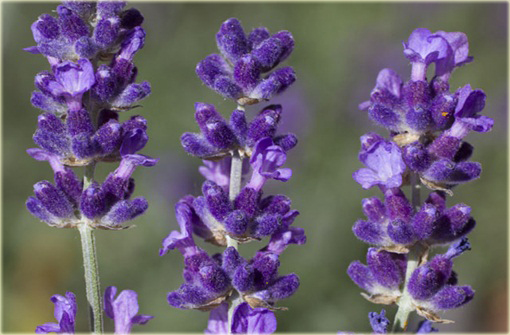 Lawenda wąskolistna Imperial Gem Lavandula angustifolia