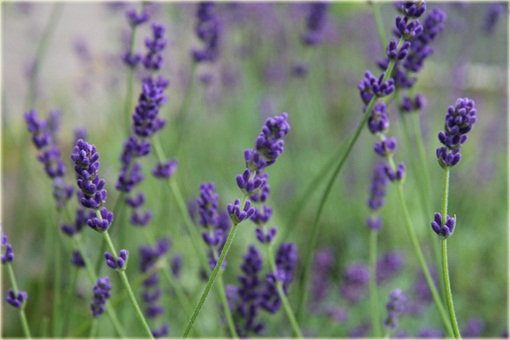 Lawenda wąskolistna Imperial Gem Lavandula angustifolia