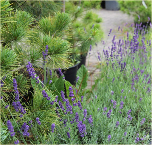 Lawenda wąskolistna Imperial Gem Lavandula angustifolia