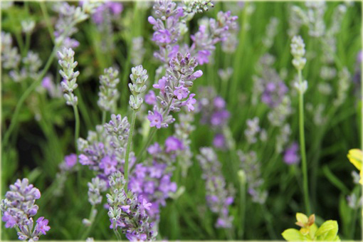 Lawenda wąskolistna Little Lady Lavandula angustifolia
