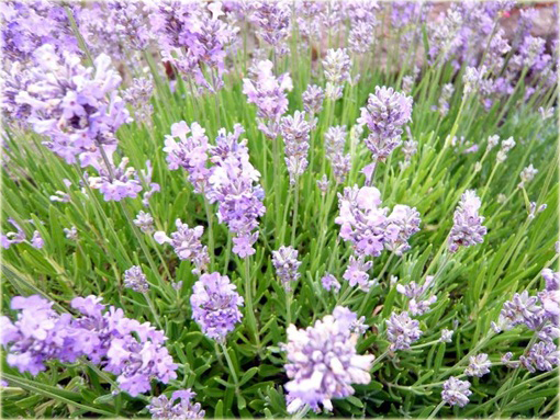 Lawenda wąskolistna Little Lady Lavandula angustifolia