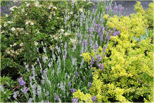 Lawenda wąskolistna Little Lady Lavandula angustifolia