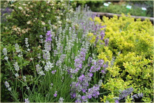 Lawenda wąskolistna Little Lady Lavandula angustifolia