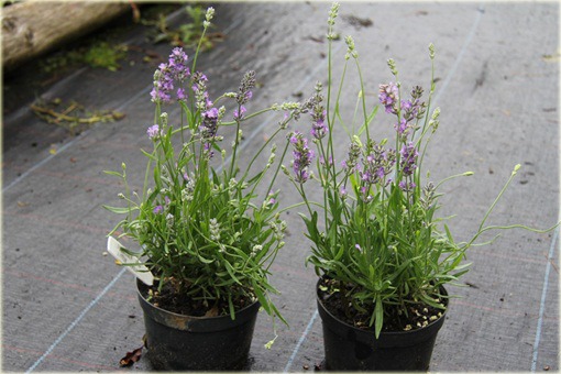 Lawenda wąskolistna Little Lady Lavandula angustifolia