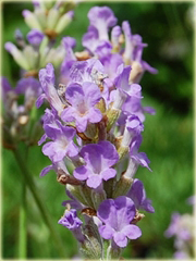 Lawenda Ellagance Goliath Lavandula angustifolia