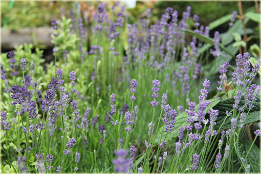 Lawenda wąskolistna Munstead Lavandula angustifolia