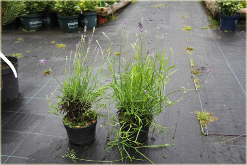 Lawenda wąskolistna Munstead Lavandula angustifolia