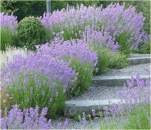 Lawenda wąskolistna Munstead Lavandula angustifolia