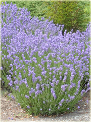 Lawenda Ellagance Goliath Lavandula angustifolia