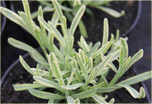 Lawenda wąskolistna Platinum Blonde Lavandula angustifolia