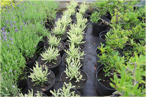 Lawenda wąskolistna Platinum Blonde Lavandula angustifolia