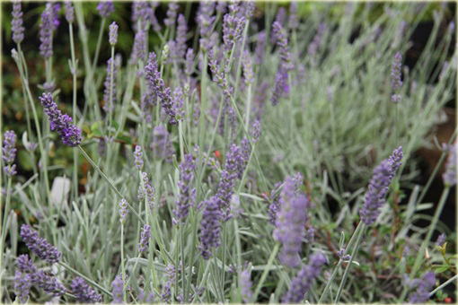 Lawenda wąskolistna Silver Mist Lavandula angustifolia Silver Mist