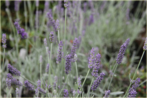 Lawenda wąskolistna Silver Mist Lavandula angustifolia Silver Mist