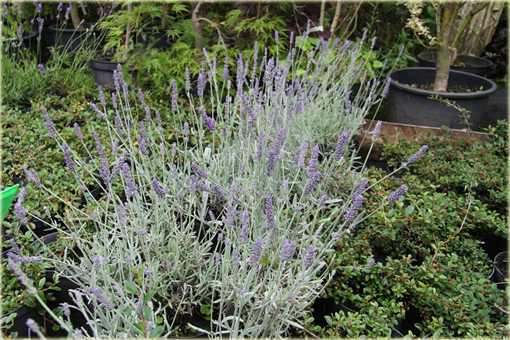 Lawenda wąskolistna Silver Mist Lavandula angustifolia Silver Mist