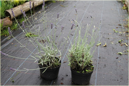 Lawenda wąskolistna Silver Mist Lavandula angustifolia Silver Mist