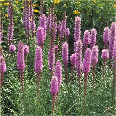 Liatra kłosowa fioletowa Liatris spicata