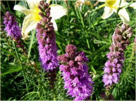 Liatra kłosowa fioletowa Liatris spicata