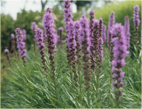 Liatra kłosowa fioletowa Liatris spicata