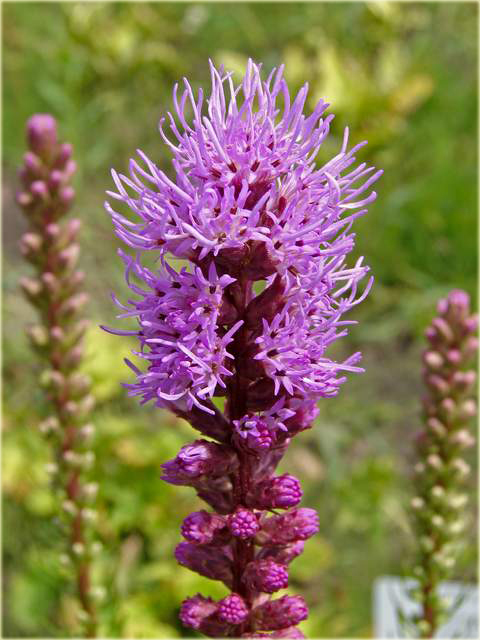 Liatra kłosowa fioletowa Liatris spicata