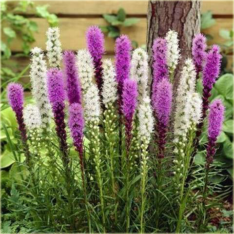 Liatra kłosowa fioletowa Liatris spicata
