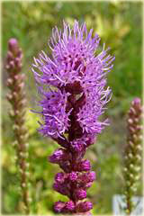 Liatra kłosowa fioletowa Liatris spicata