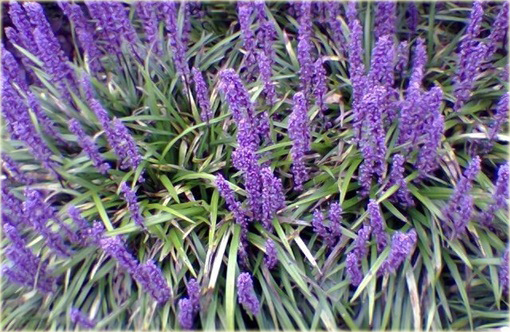 Liriope szafirkowata Money Maker Liriope muscari