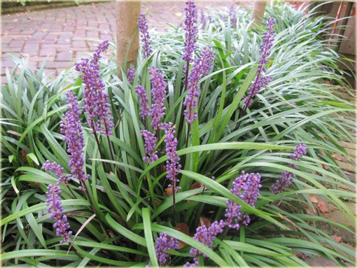 Liriope szafirkowata Money Maker Liriope muscari