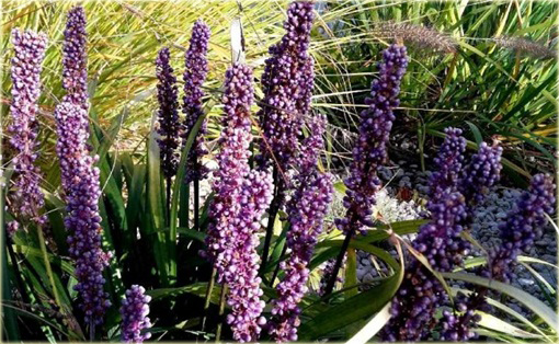 Liriope szafirkowata Money Maker Liriope muscari